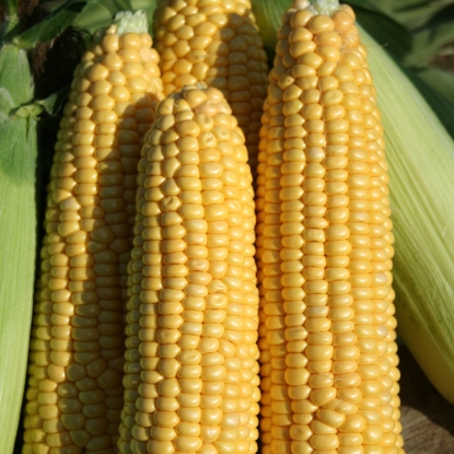 Picture of Sweet Corn Earlibird F1 - Treated Seed (Maxim)
